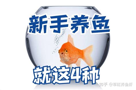 什么鱼最好养|新手小白养什么鱼比较好呢？